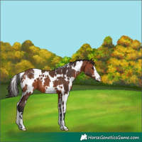 Horse Color:White Spotted Bay 