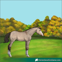 Horse Color:Bay Dun