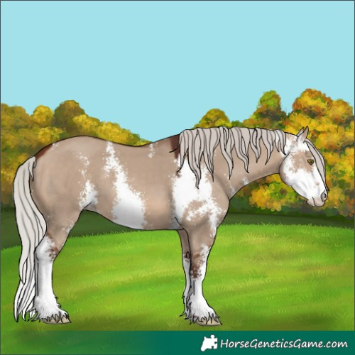 Horse Color:Silver Brown Dun Sabino 