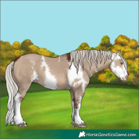Horse Color:Silver Brown Dun Sabino 