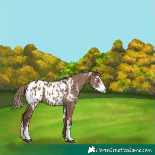 Horse Color:Liver Red Dun Sabino Appaloosa 