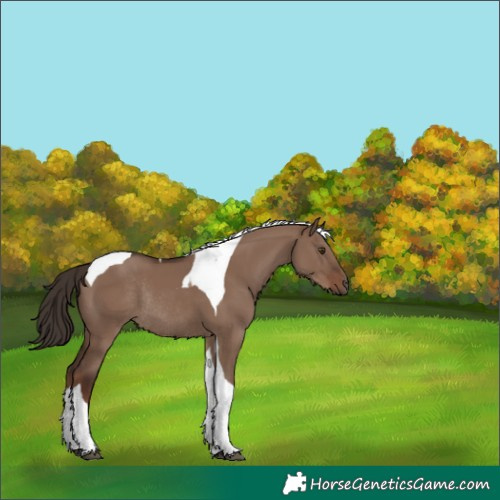 Horse Color:Liver Red Dun Tobiano Rabicano 