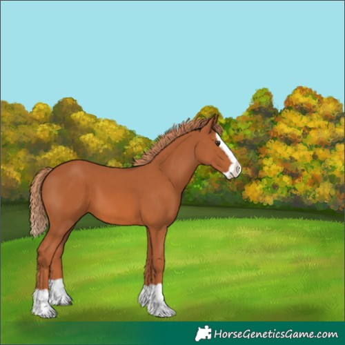 Horse Color:Chestnut Splash