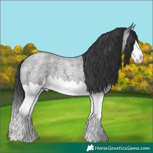 Horse Color:Blue Roan Splash 