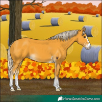 Horse Color:Palomino 