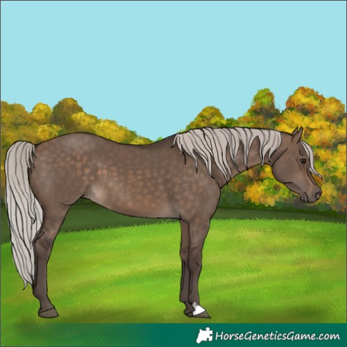 Horse Color:Silver Brown Dun 
