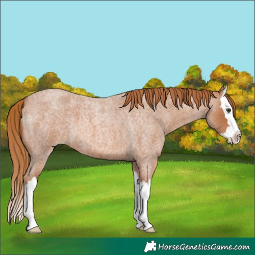 Horse Color:Red Roan Splash 