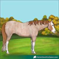 Horse Color:Red Roan Splash 