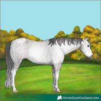 Horse Color:Gray Grullo Roan Splash Appaloosa Rabicano 
