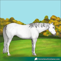 Horse Color:Gray Grullo Roan Splash Appaloosa Rabicano 