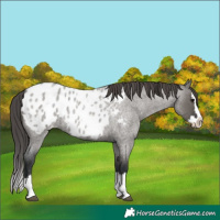 Horse Color:Grullo Roan Splash Appaloosa 