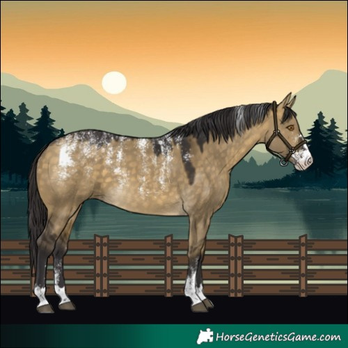 Horse Color:Powder White Buckskin Dun