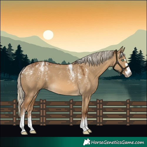 Horse Color:Powder White Chocolate Palomino Dun