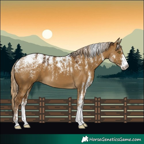 Horse Color:Powder White Chocolate Palomino Dun