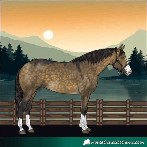 Horse Color:Buckskin Dun