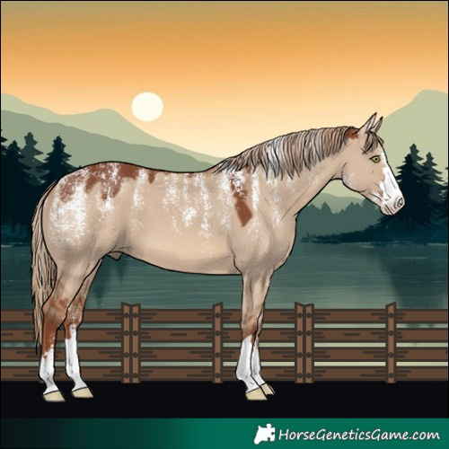 Horse Color:Powder White Red Dun 