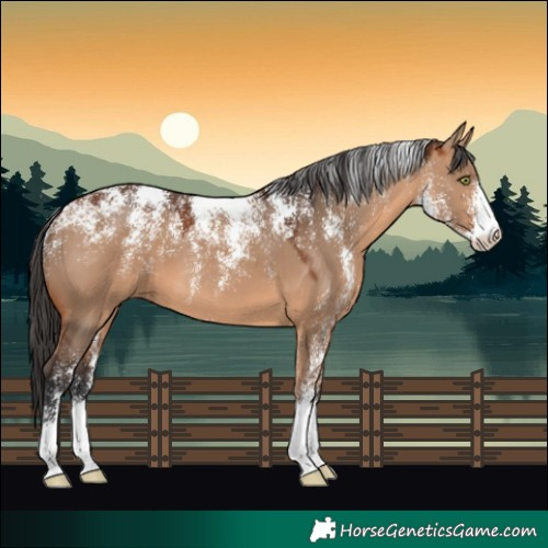 Horse Color:Powder White Bay Dun 