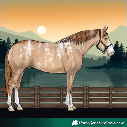 Horse Color:Powder White Red Dun 