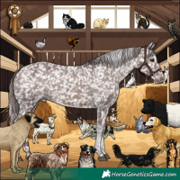 Horse Color:Chocolate Brown Dun Tobiano Appaloosa Brindle 