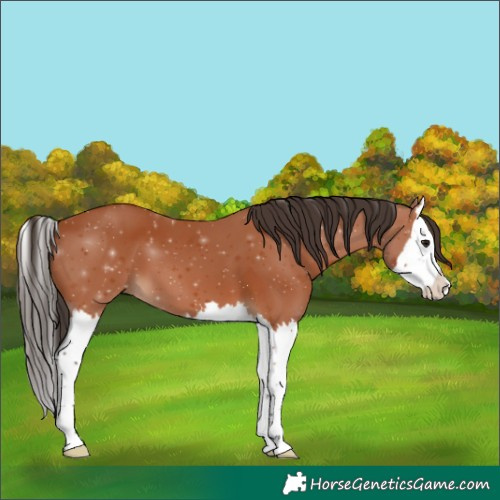 Horse Color:Bay Splash 