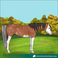 Horse Color:Bay Splash 