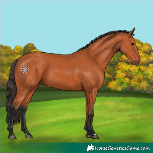Horse Color:Bay 