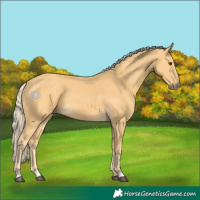 Horse Color:Palomino