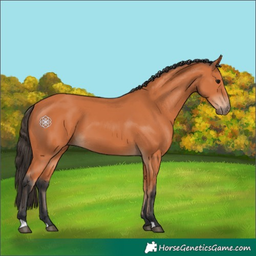 Horse Color:Bay 
