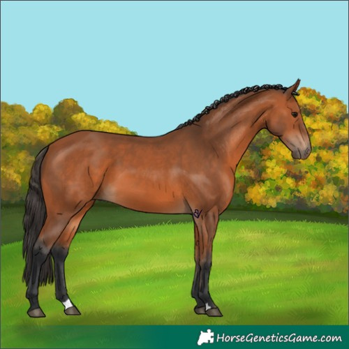 Horse Color:Bay 