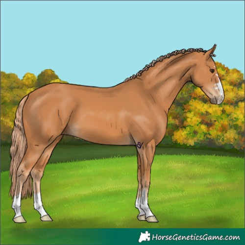 Horse Color:Chestnut 