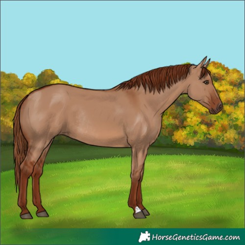 Horse Color:Red Dun Rabicano