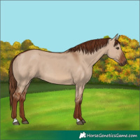 Horse Color:Red Dun Rabicano