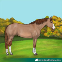 Horse Color:Red Dun Rabicano
