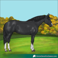 Horse Color:Black  and Black 