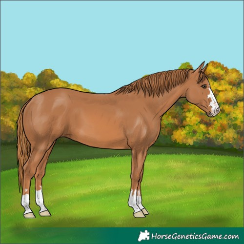 Horse Color:Chestnut 