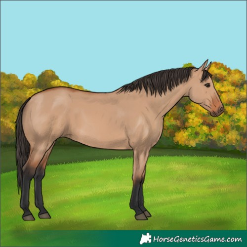 Horse Color:Bay Dun 