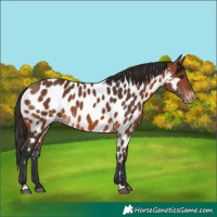 Horse Color:Bay Appaloosa 