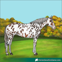 Horse Color:Bay Appaloosa