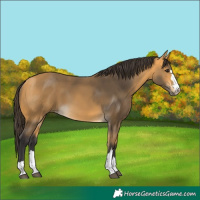 Horse Color:Buckskin 