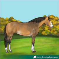 Horse Color:Buckskin 