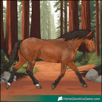 Horse Color:Bay 