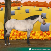 Horse Color:Bay Roan Dun 
