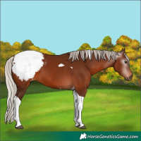 Horse Color:Gray Silver Bay Tobiano Appaloosa 