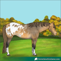 Horse Color:Buckskin Tobiano Blanket 