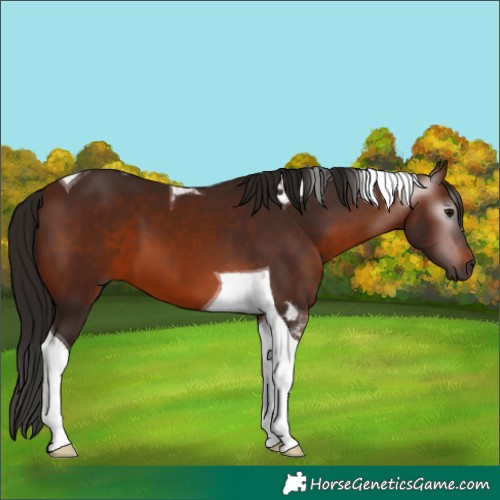 Horse Color:Gray Bay Tobiano 