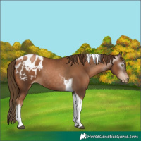 Horse Color:Gray Liver Chestnut Pearl Tobiano Blanket