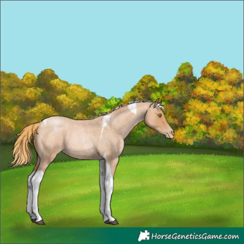 Horse Color:Red Roan Pearl Tobiano 