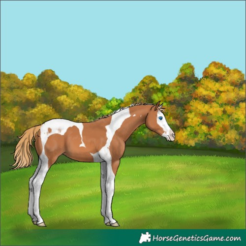 Horse Color:Chestnut Splash Tobiano 