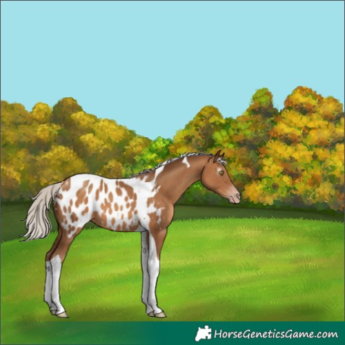 Horse Color:Gray Silver Amber Champagne Tobiano Near Leopard 