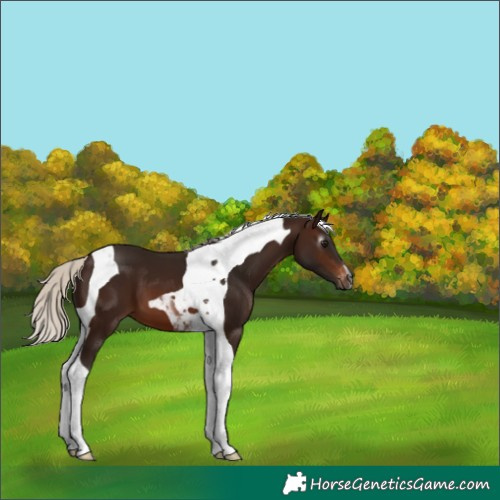 Horse Color:Gray Silver Brown Tobiano Blanket 